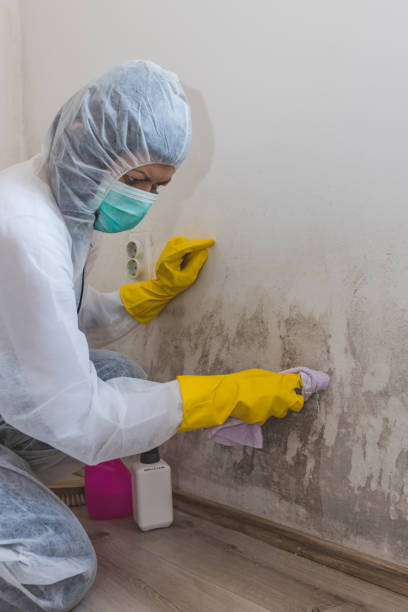 Mold Remediation for Vacation Homes in North Alamo, TX